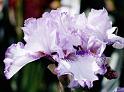 (18) iris